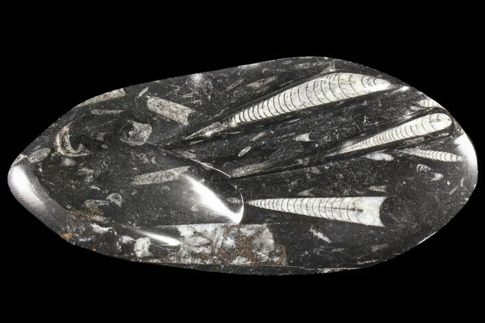 Decorative Tray with Orthoceras Fossils - Morocco #85337